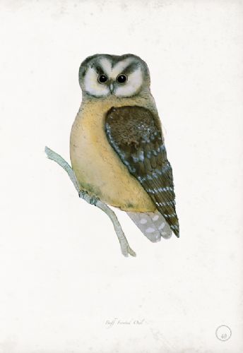 Buff Fronted Owl - artist signed print